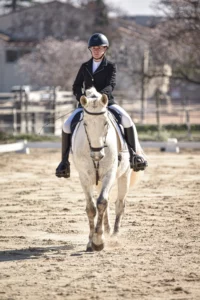 cavaliere para dressage tully