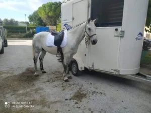micky concours cheval