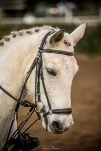Cheval gris dressage